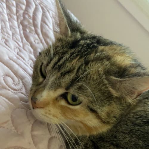 Ella (on trial 4/11/2021)
