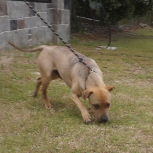 Arlo