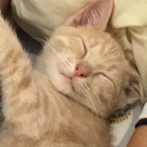 Simba 