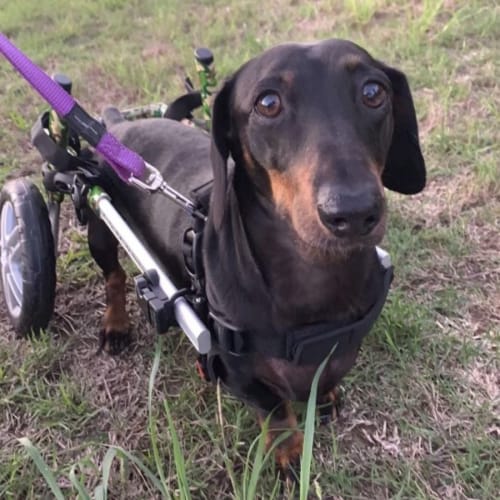 Rufus *Special Needs*