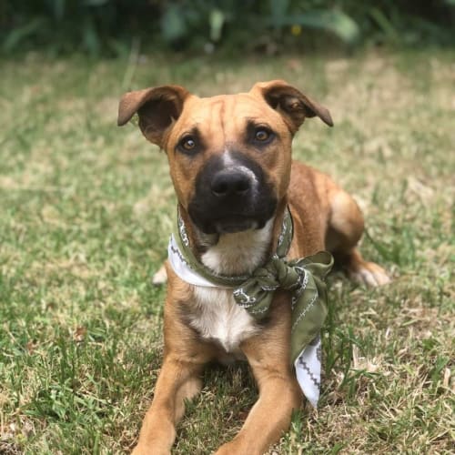 Marley ~ 5mo Amstaff X(On Trial 7/11/21)