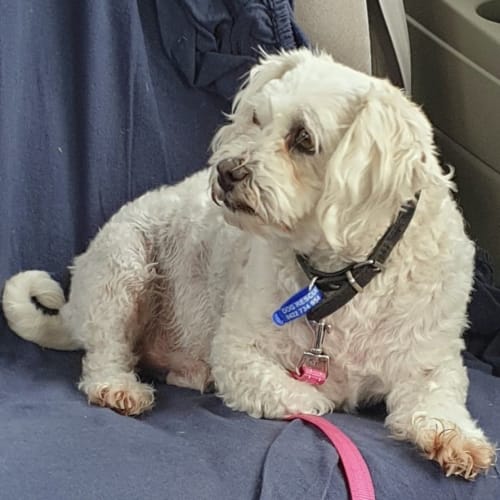 Benjamin ~ 6.5yr Old Shih Tzu X (On Trial 6/11/21)