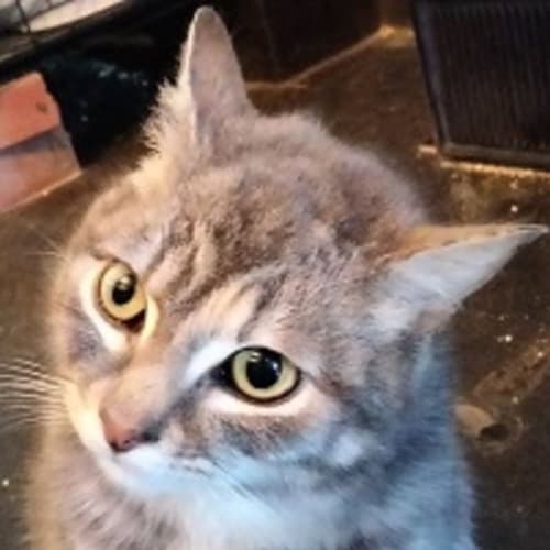 Alison (Can transport to Melb if required)