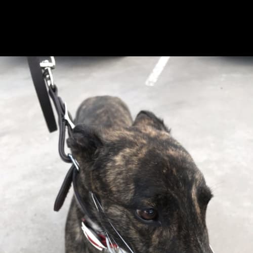 Milo