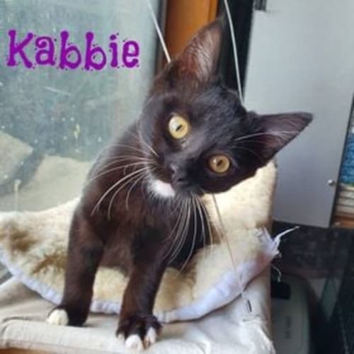 Kabbie