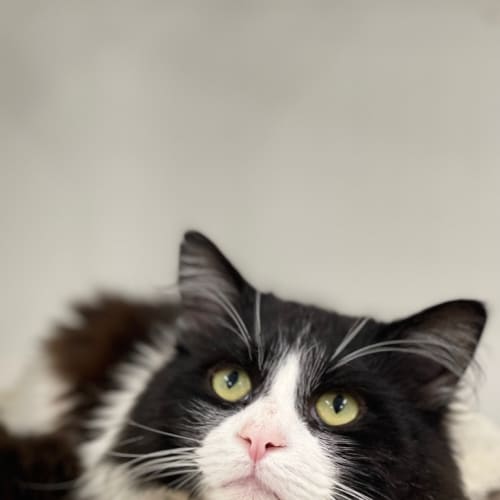 Gizmo
