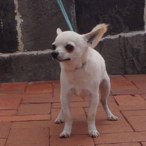 Perri