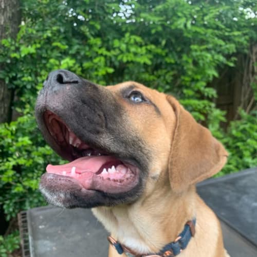 Vincenzo Archie ( Bully Puppy)