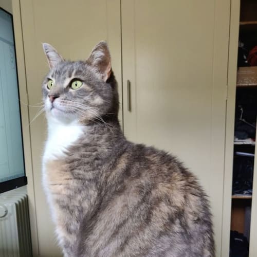 Kiarha