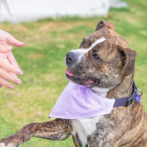 Narla ~ 16mo Boxer X(On Trial 20/11/21)