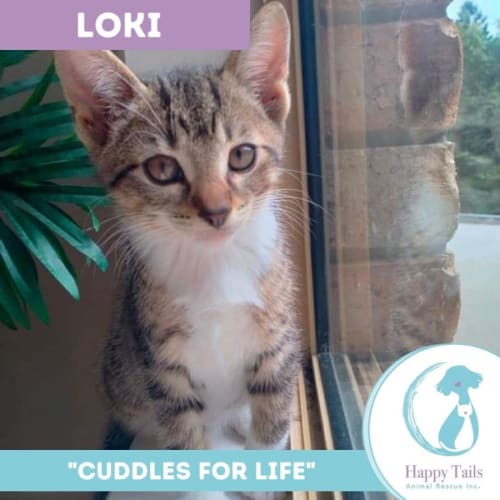 Loki