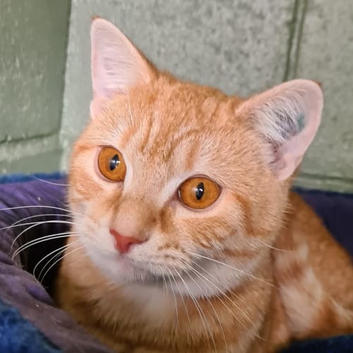 Ginger