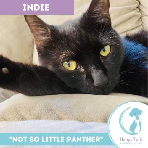 Indie