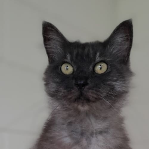 Maisy