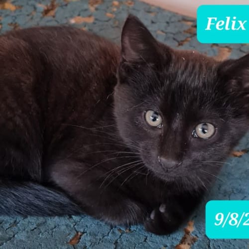 Felix