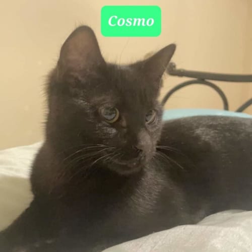 Cosmo