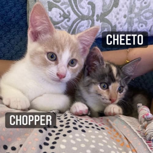 Chopper