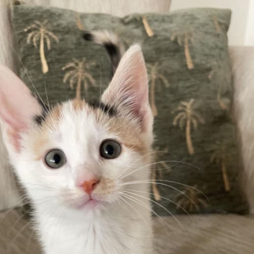 Lilly