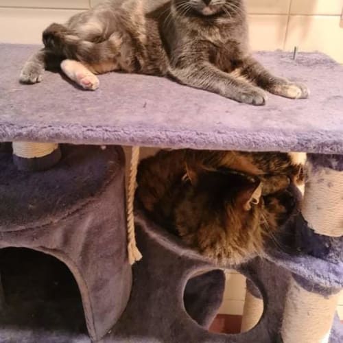 Molly and Milly