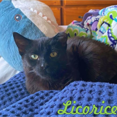 Licorice