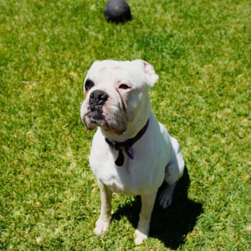 Parko ~ 5yr Old Boxer(On Trial 20/11/21)