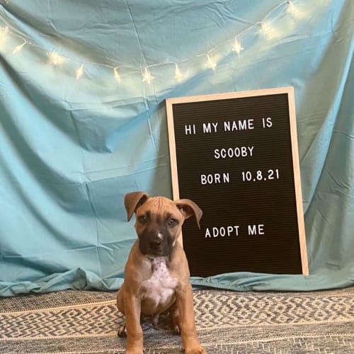 Scooby