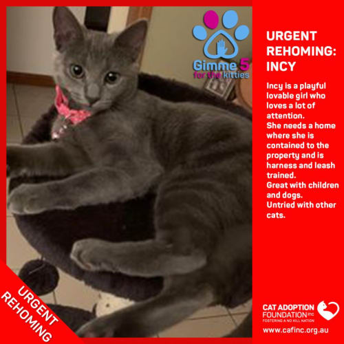 Incy