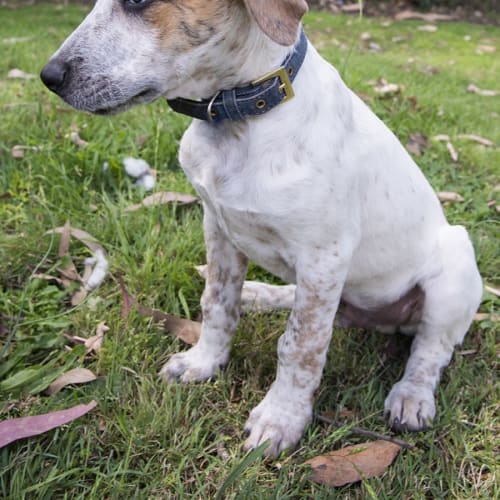 Freddie ~ 4mo Bull Arab X