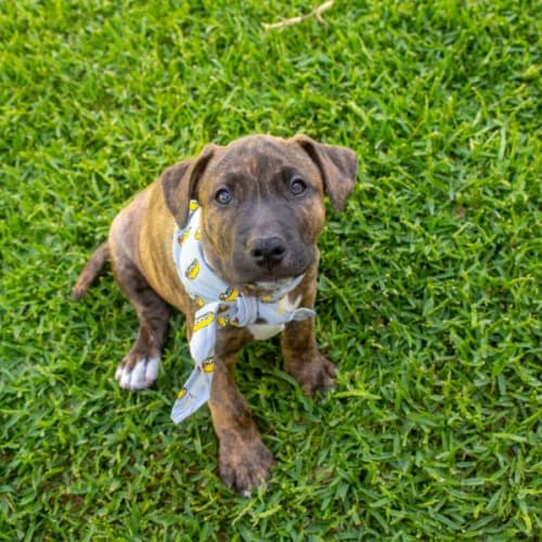 Jacob ~ Staffy X Puppy(On Trial 20/11/21)