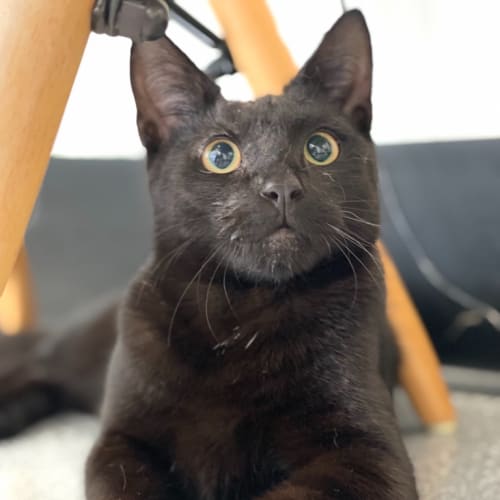 Gunnar