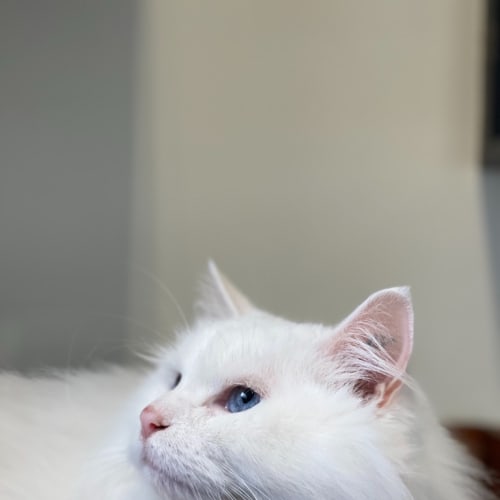 Bella