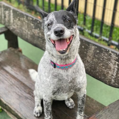 Pepper