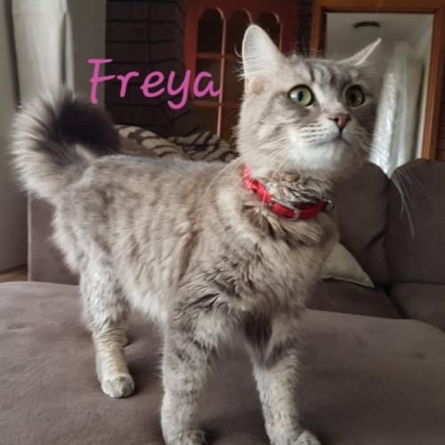 Freya
