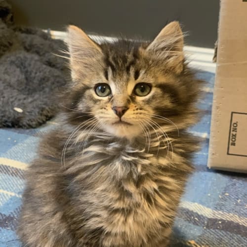 Ringo