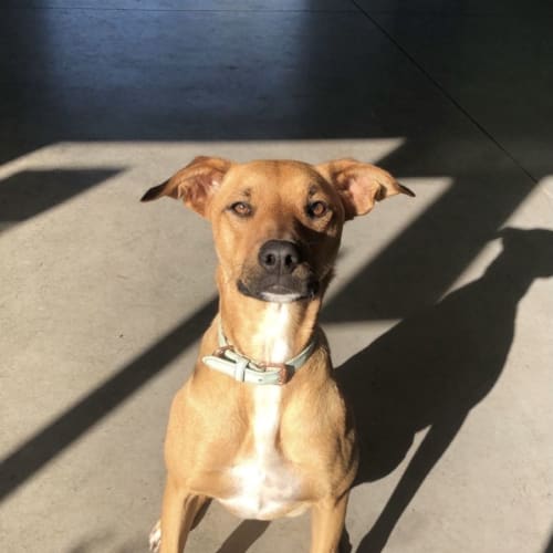 Pumpkin ~ 3yr Old Kelpie X(Rev. Apps 7/2/22)