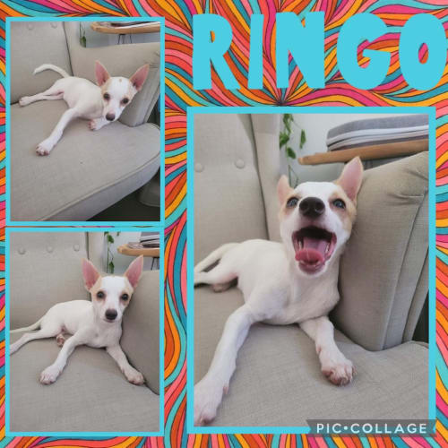 Ringo