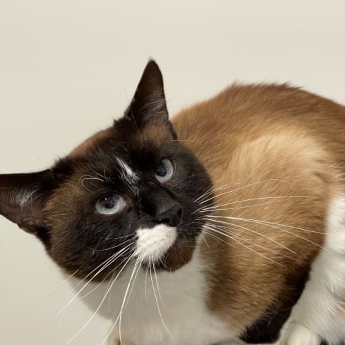 Gizmo