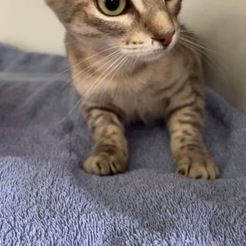 Gigi