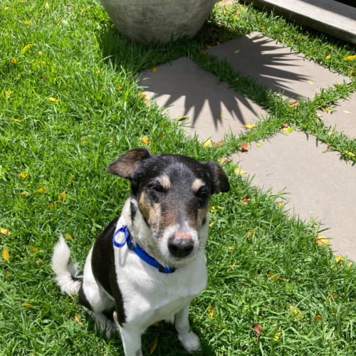 RJ ~ 12yr Old Fox Terrier(On Trial 21/11/21)