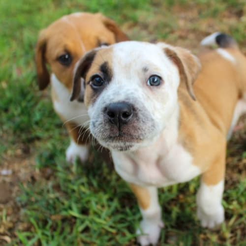Pickles ~ Mixed Breed Puppy(On Trial 21/11/21)