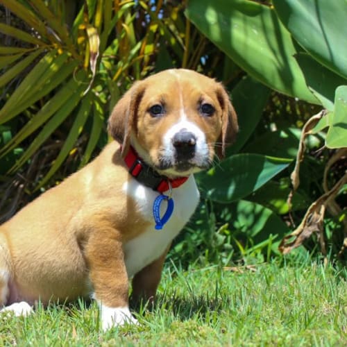 Porky ~ Mixed Breed Puppy(Rev. Apps 20/11/21)