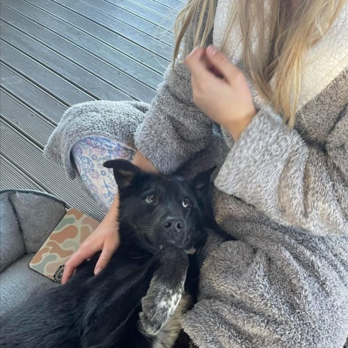 Maxi ~ 1yr old Kelpie X (On Trial 28/11/21) 