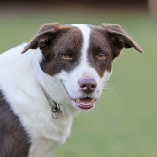 Duke