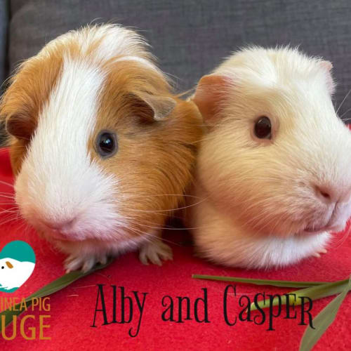 Alby (desexed male) and Casper
