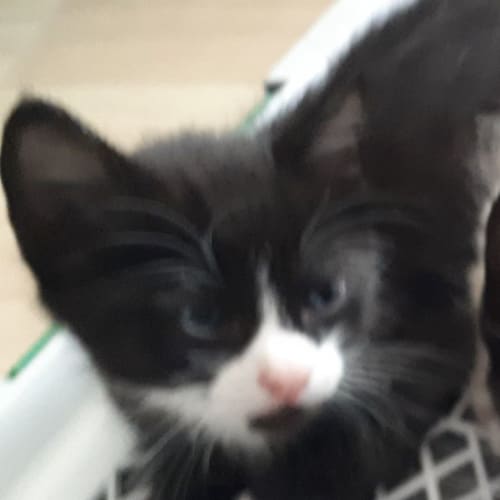 Kittens waiting for their forever home