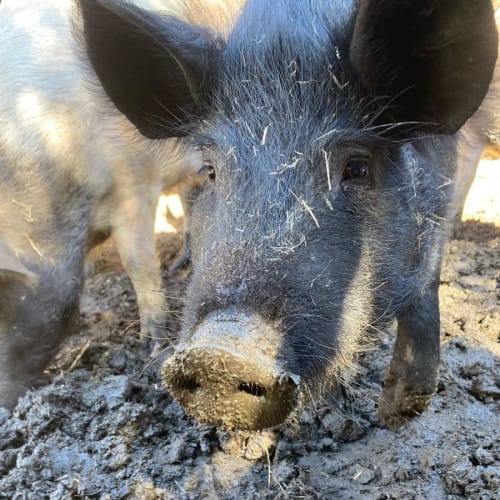 7 piggies looking for forever homes