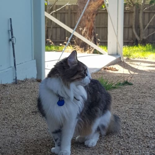 Kitty