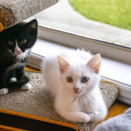 Cream and Beanie