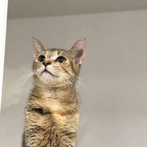 Coco