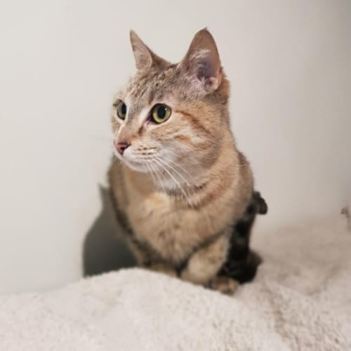 Lilly - Located in Avondale Heights